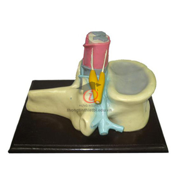 Mô hình Cấu tạo tuỷ sống (CSSH2080)